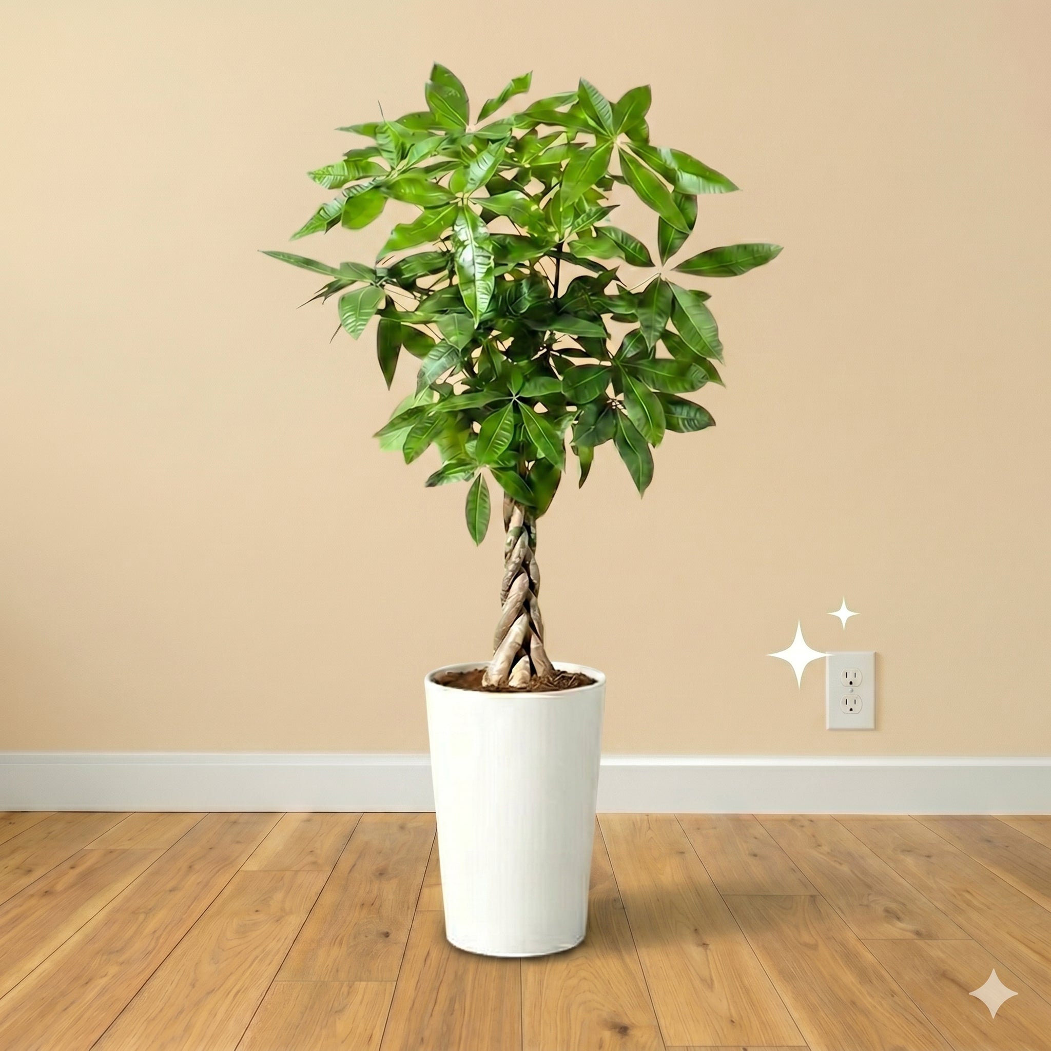 Large Plants