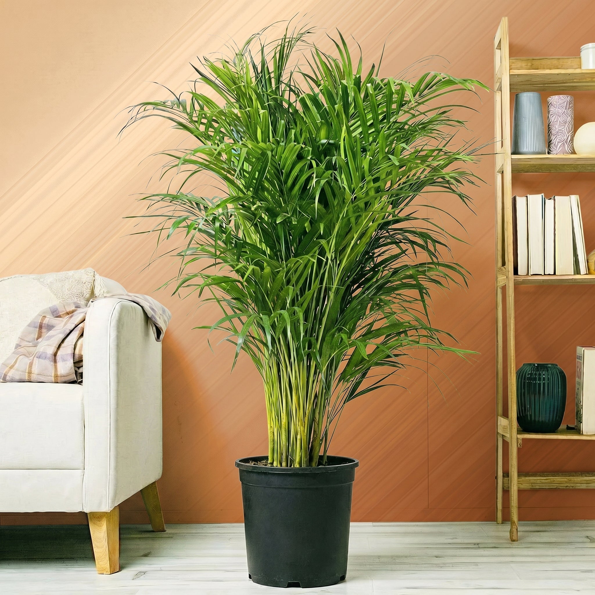 Indoor Plants