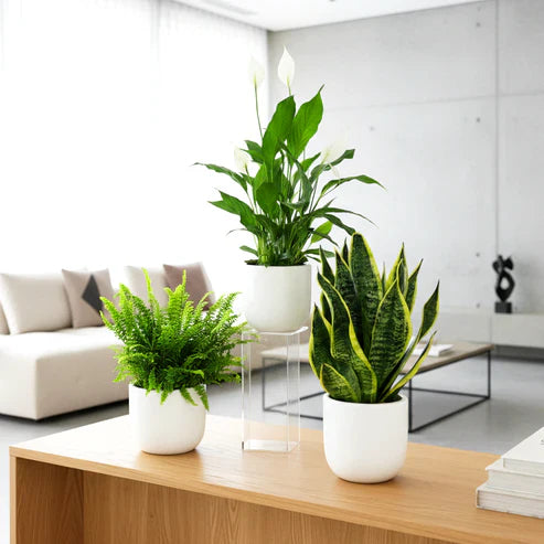 Plant Bundles
