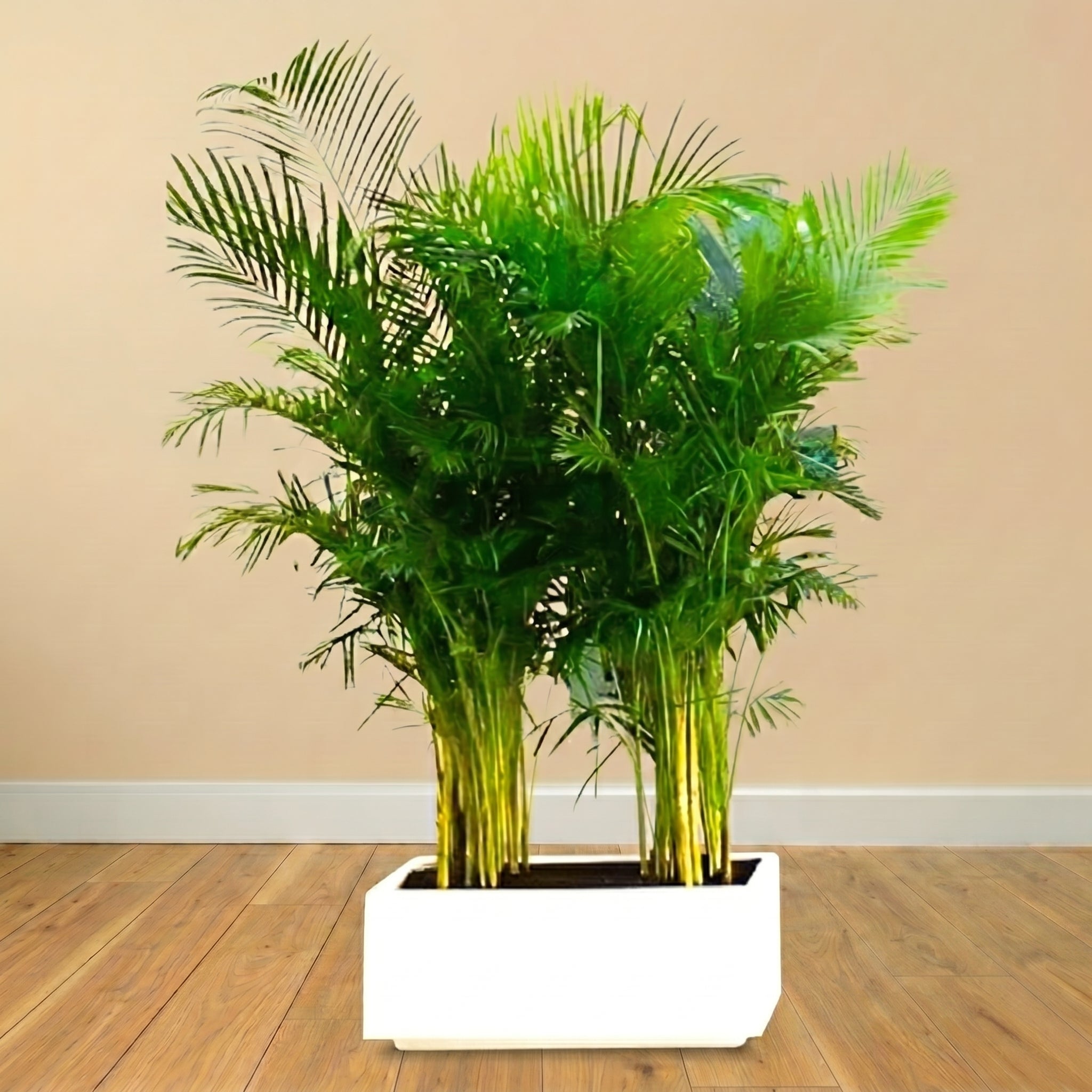 Boxed Greenery