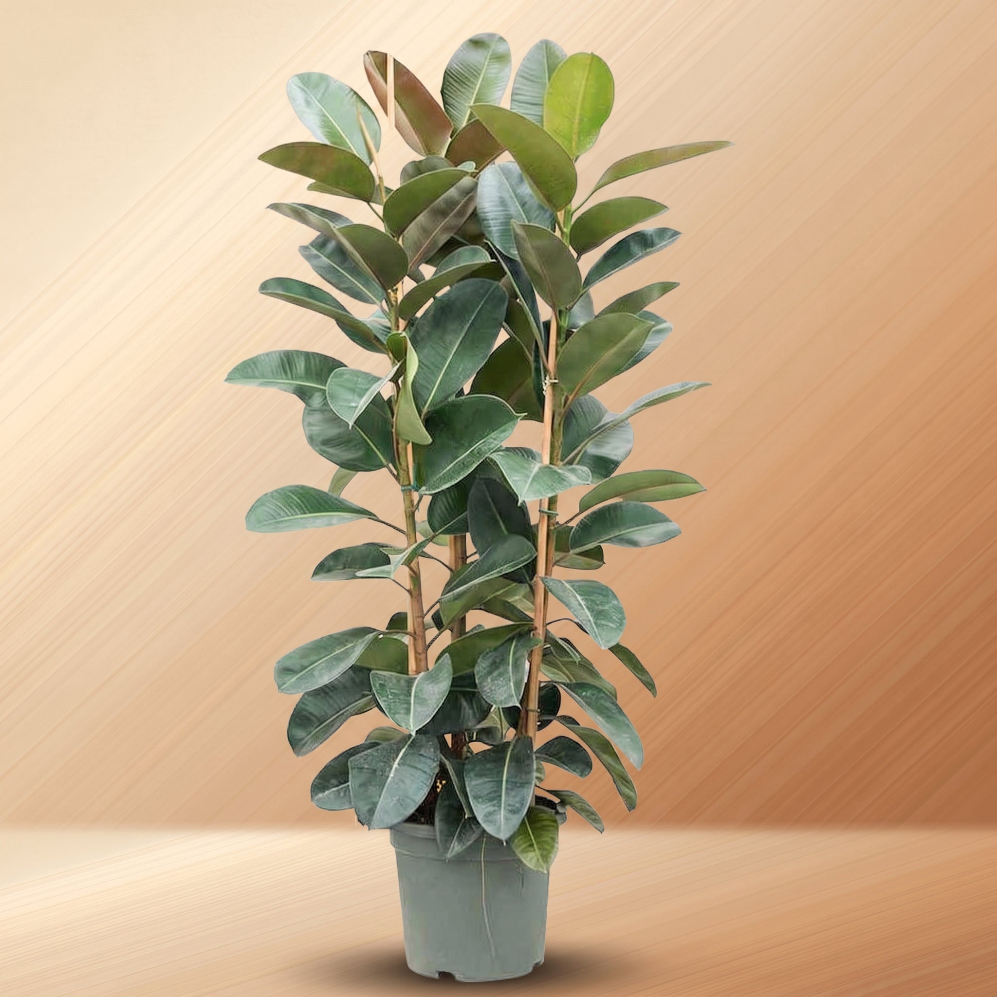 XL Plants