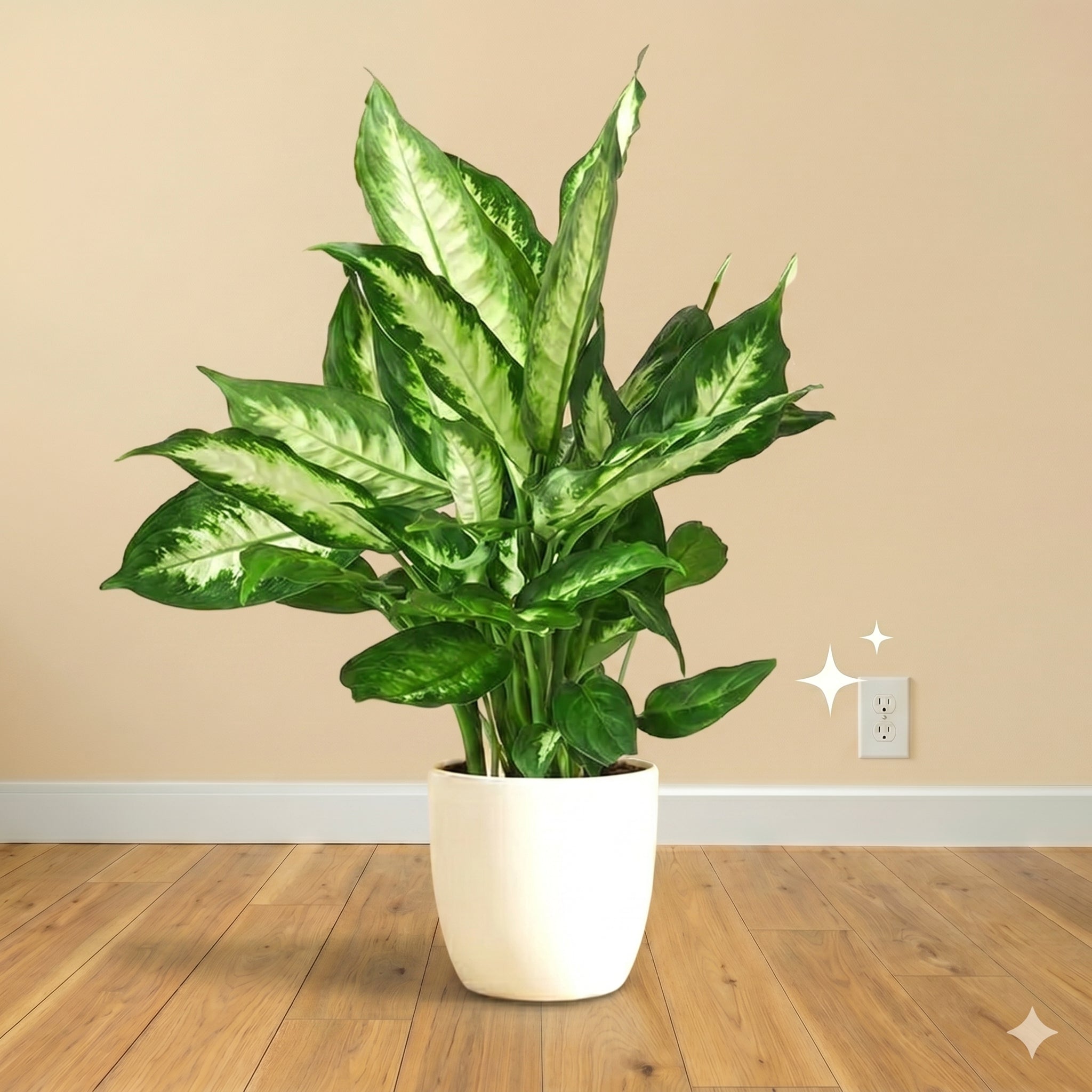 Medium Plants