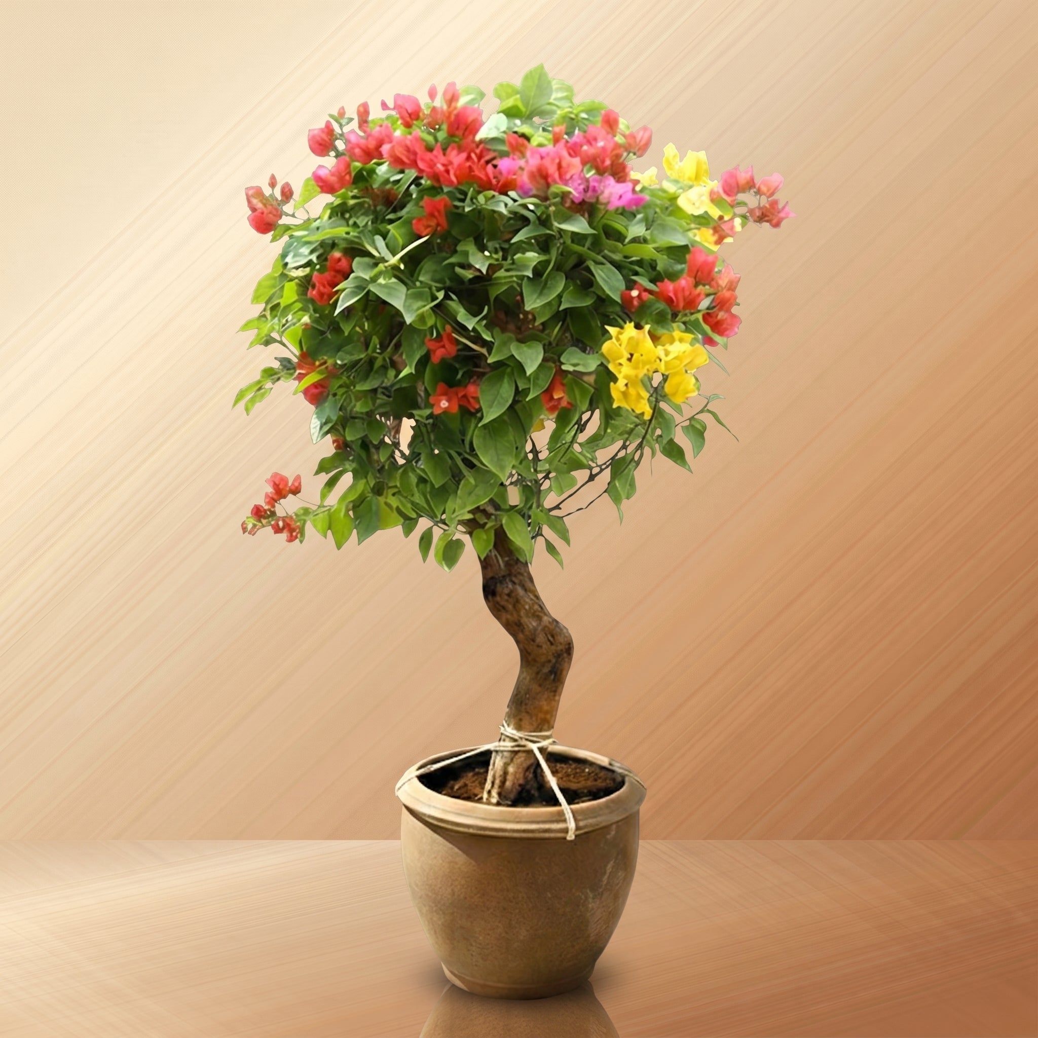 Outdoor Plants