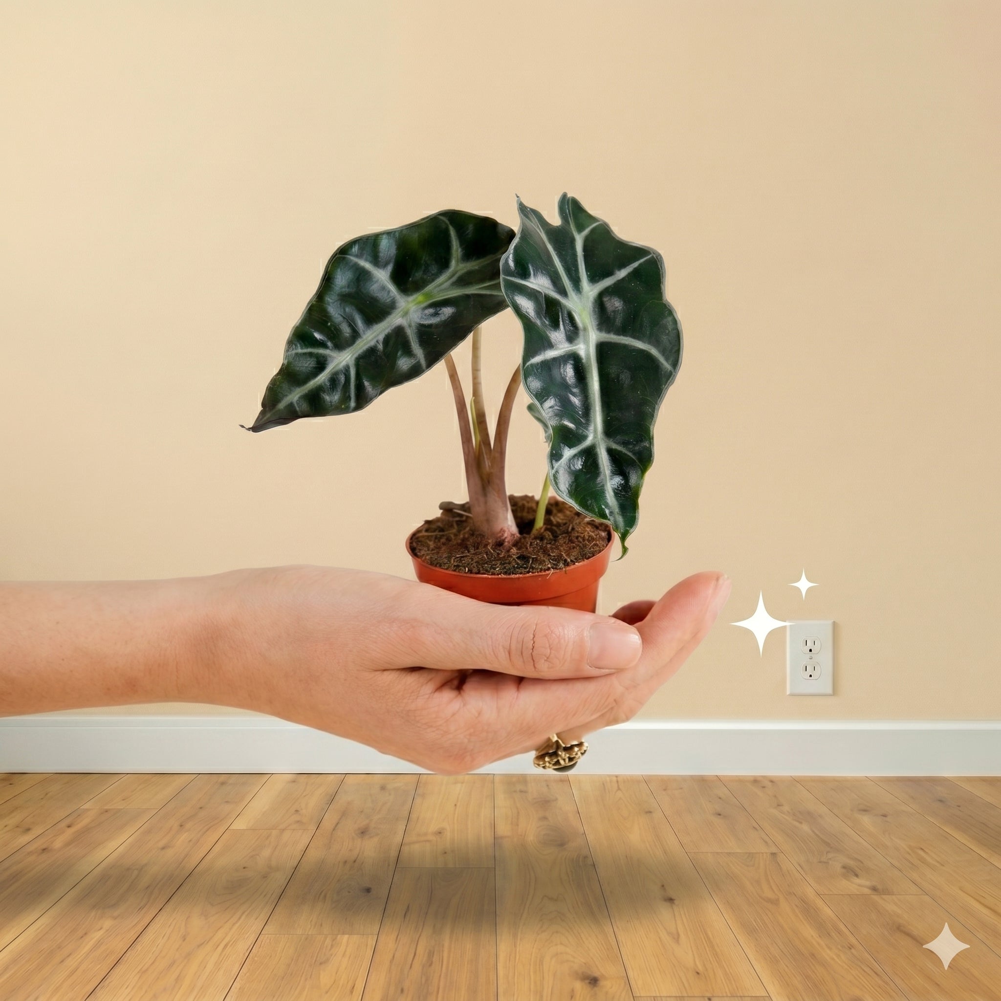 Small Plants