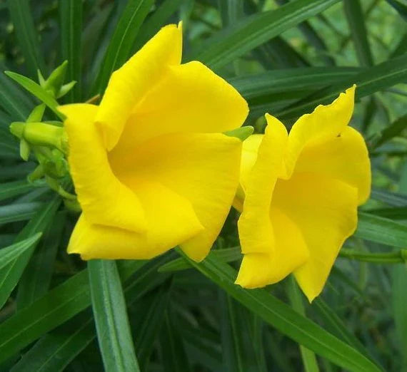 Outdoor Flowering