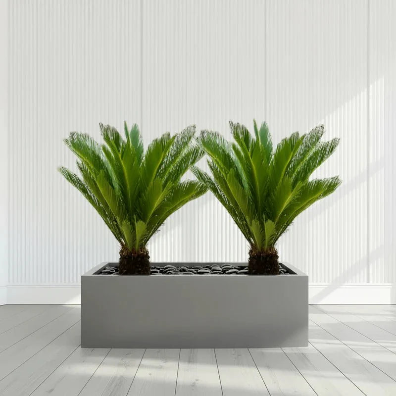 2x Cycas Revoluta "Sago Palm" in Grp Rectengular Pot 120x30x30 - Greensouq - 