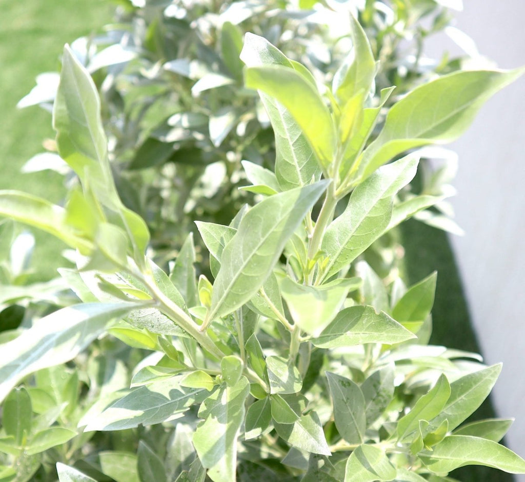 Buttonwood Plant / 3 Conocarpus erectus Sericeus "Silver Damas" 1.0 - 1.2m in Grp Planter (70 - 30 - 30) - Greensouq -