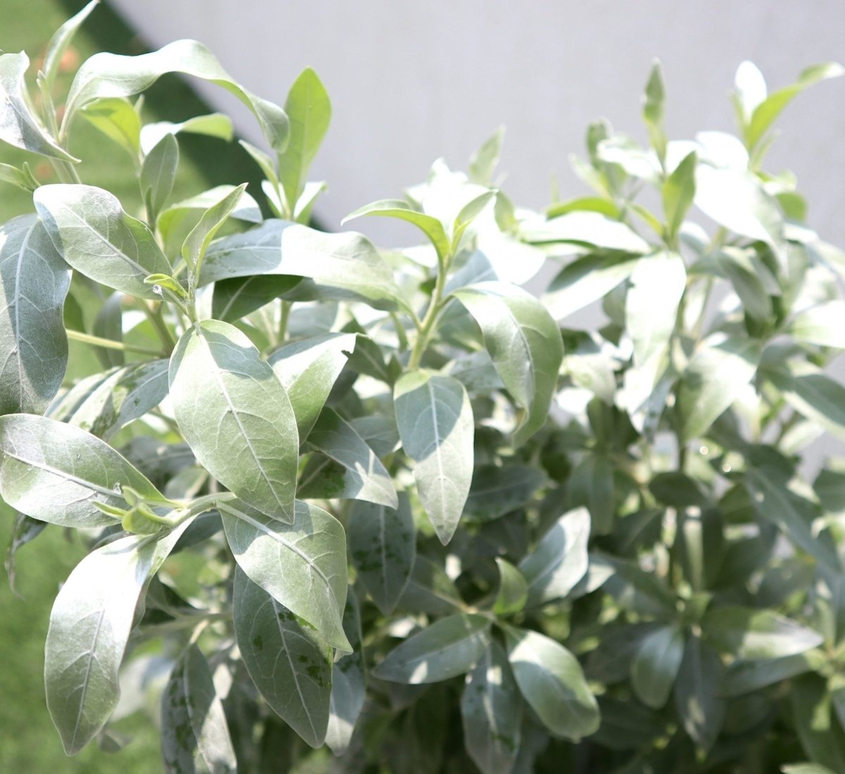 Buttonwood Plant / 3 Conocarpus erectus Sericeus "Silver Damas" 1.0 - 1.2m in Grp Planter (70 - 30 - 30) - Greensouq -