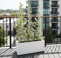 3 Conocarpus erectus Silver buttonwoods 1.0 - 1.2m in GRP white 70x30x30cm Pot - Greensouq -