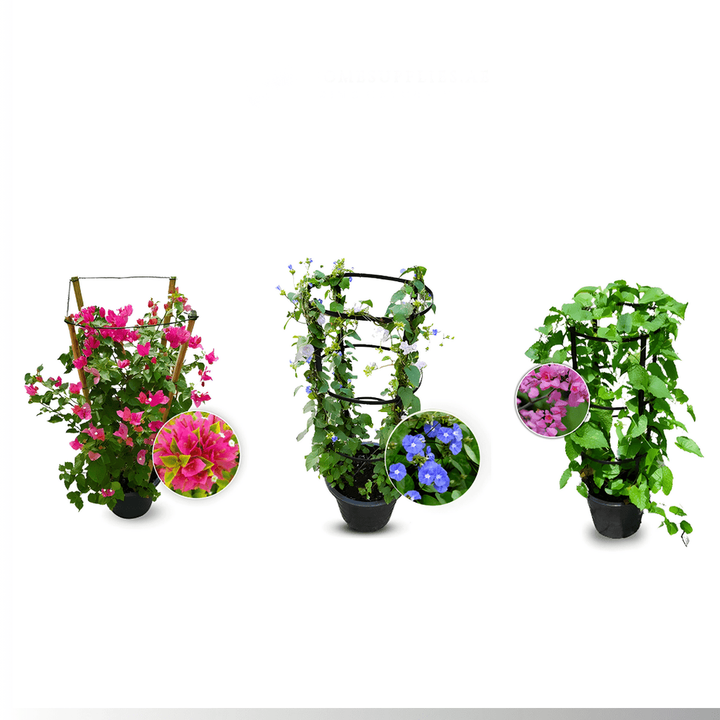 3x Summer Climbers set (Bougainvillea, Sky Blue Cluster Vine (Jacquemontia), Coral Vine) - Greensouq -
