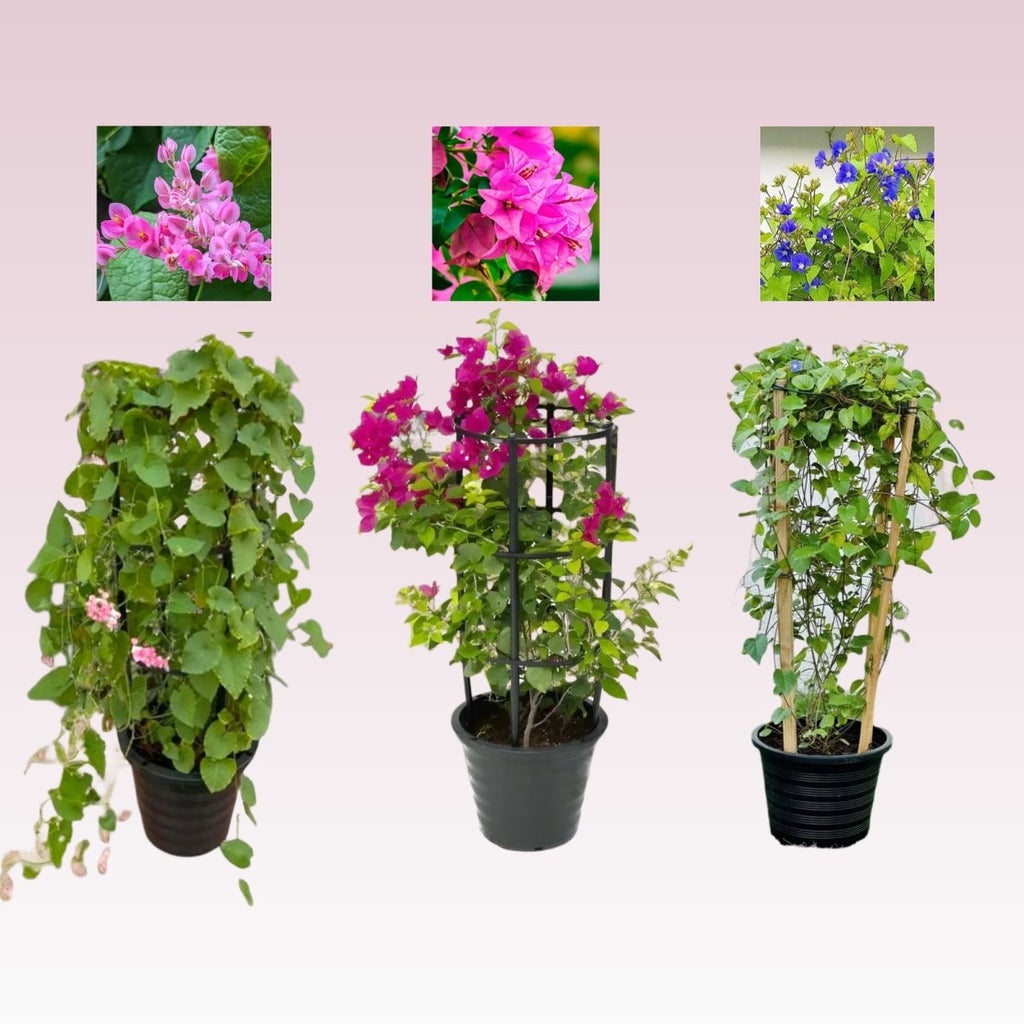 3x Summer Climbers set (Bougainvillea, Sky Blue Cluster Vine (Jacquemontia), Coral Vine) - Greensouq -