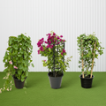 3x Summer Climbers Set 1x Bougainvillea Plant 1x Sky Blue Cluster Vine 1x Coral Vine Plant - Greensouq - 