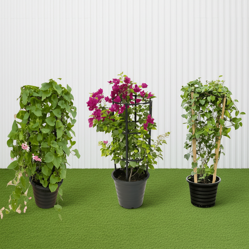 3x Summer Climbers Set 1x Bougainvillea Plant 1x Sky Blue Cluster Vine 1x Coral Vine Plant - Greensouq - 