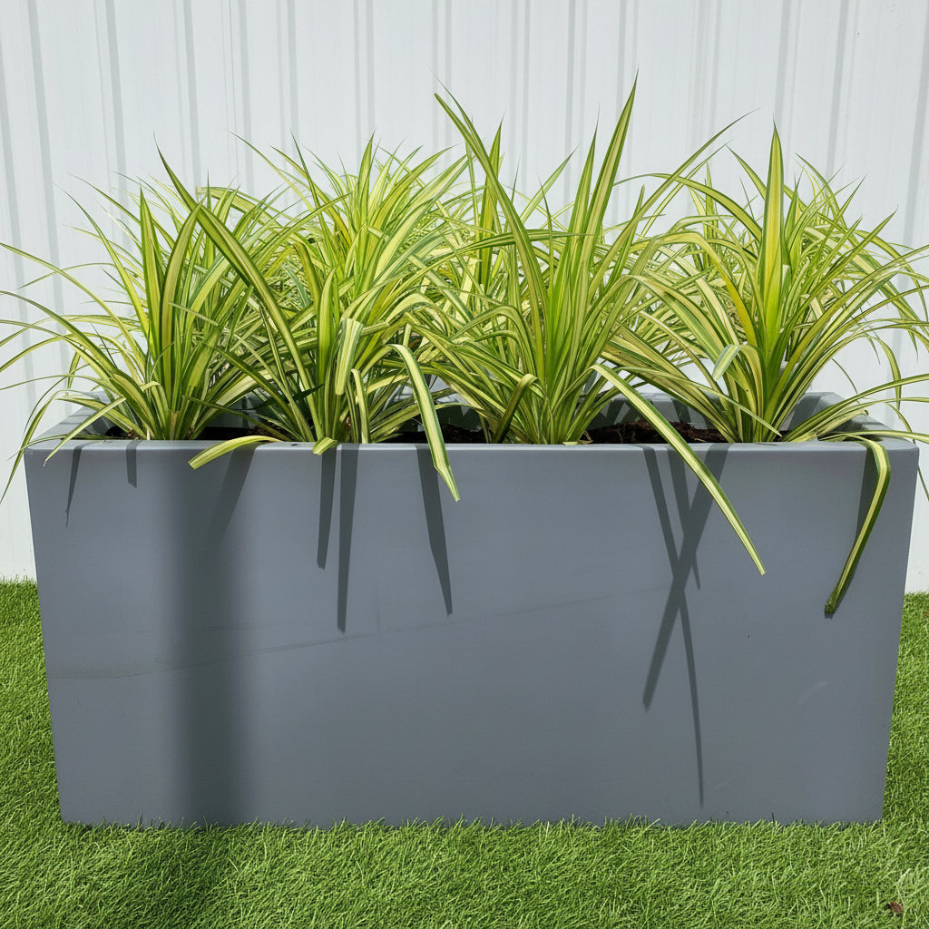 4 Pandanus  in Grp Planter (90cm-30cm-50cm)