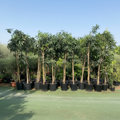 Mango Plant "Chaunsa" Pakistan's Delicious Small Mangoes 3.0-3.5m Mature