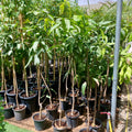 Mango Plant  "Sindhri Pakistan" One of The World's Best Mangoes 1.0-1.6m