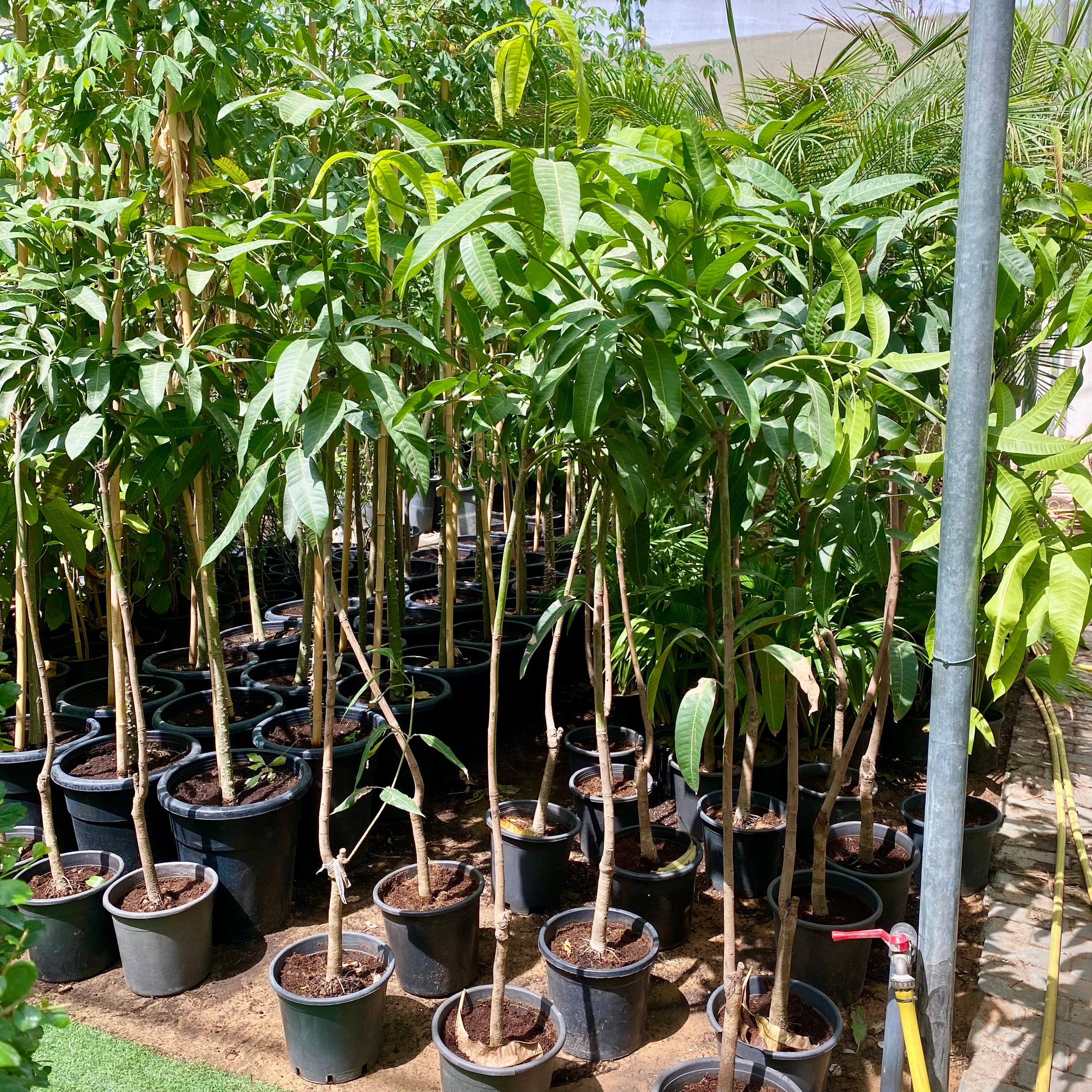 Mango Plant  "Sindhri Pakistan" One of The World's Best Mangoes 1.0-1.6m