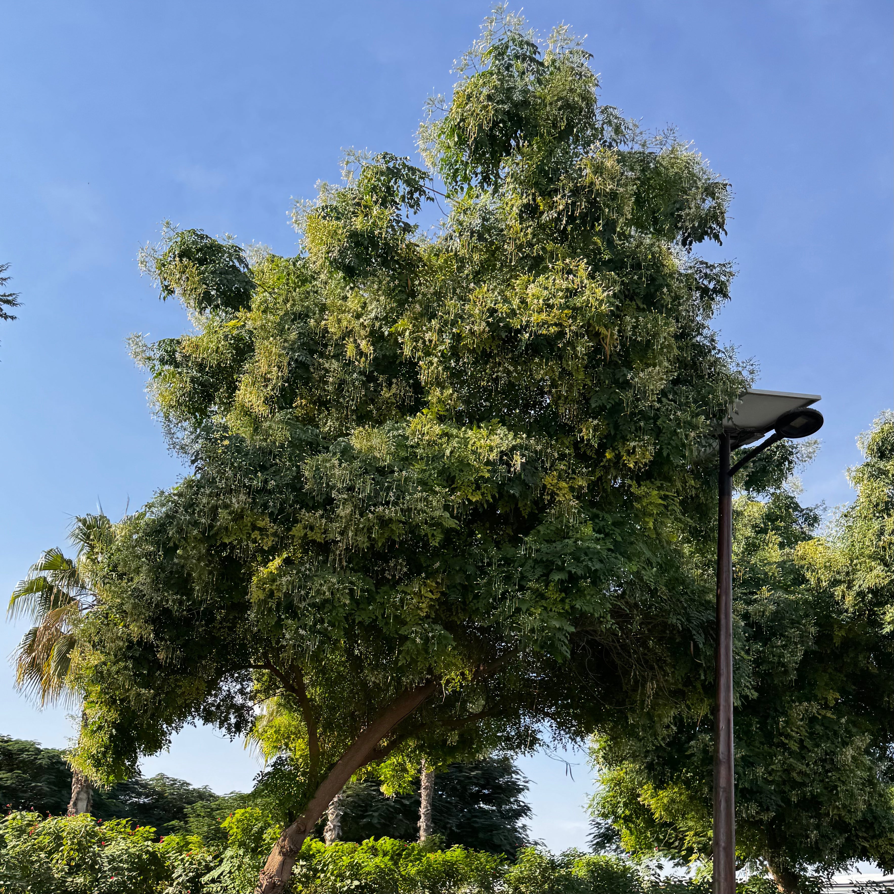 Millingtonia Hortensis "Tree Jasmine شجرة الياسمين or Indian Cork Tree"