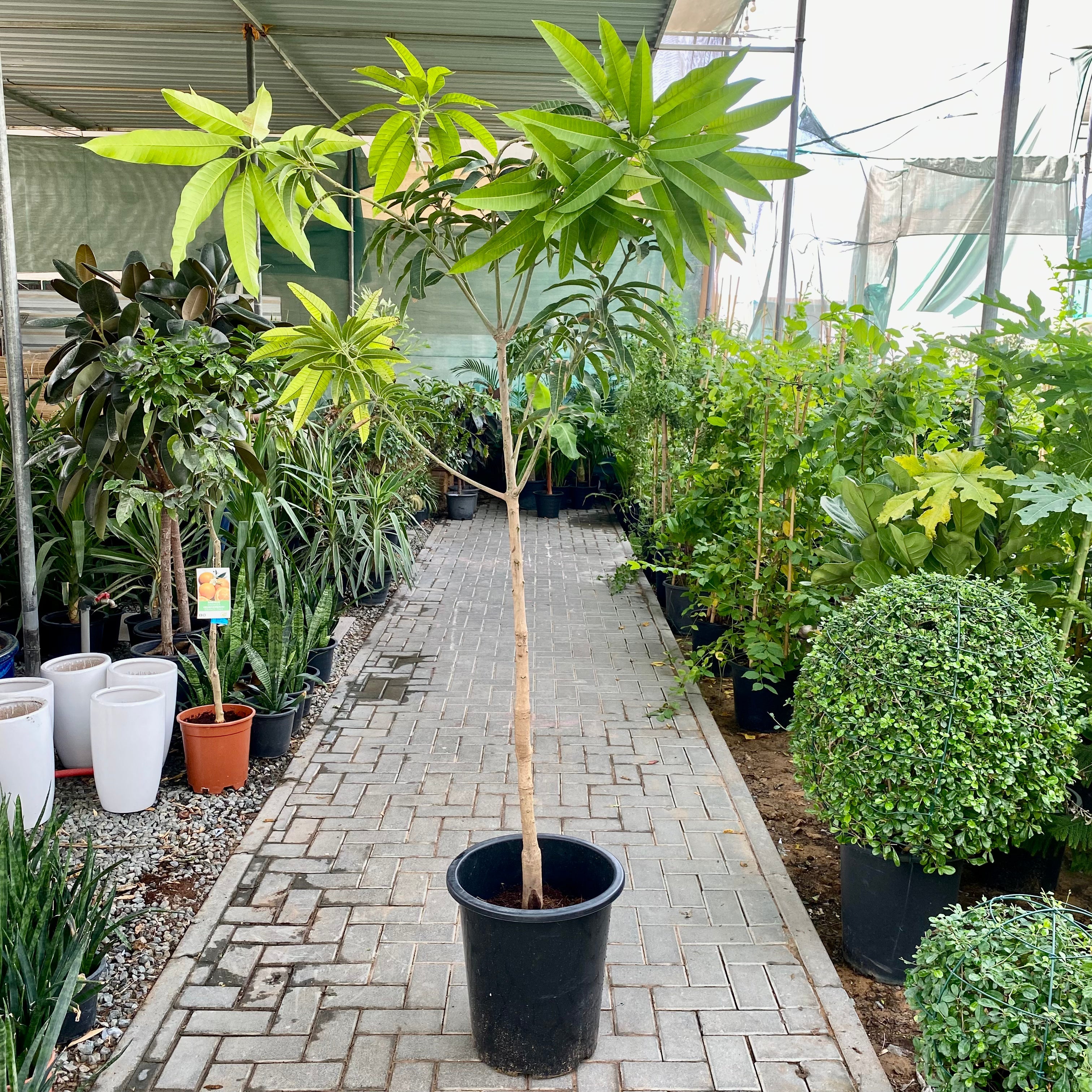 Mango Plant  "Sindhri Pakistan" One of The World's Best Mangoes