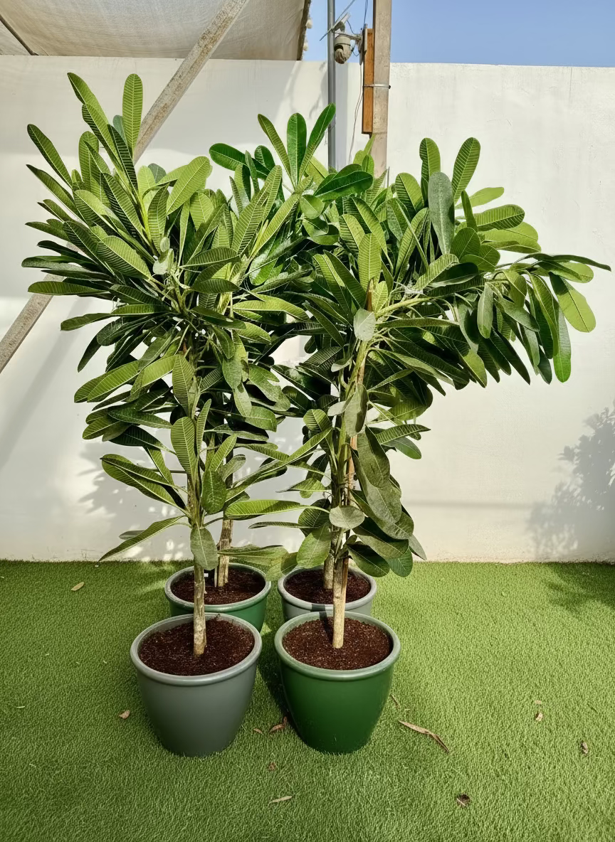 Plumeria Obtusa "Frangipani, The Temple Tree or Champa"
