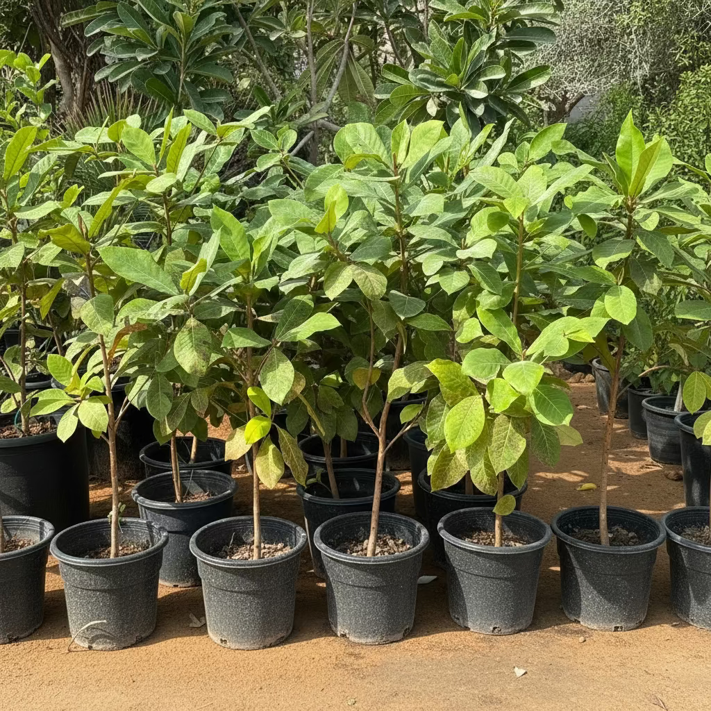 Terminalia catappa "Indian Almond Tree" شجرة اللوز الهندية - Greensouq -