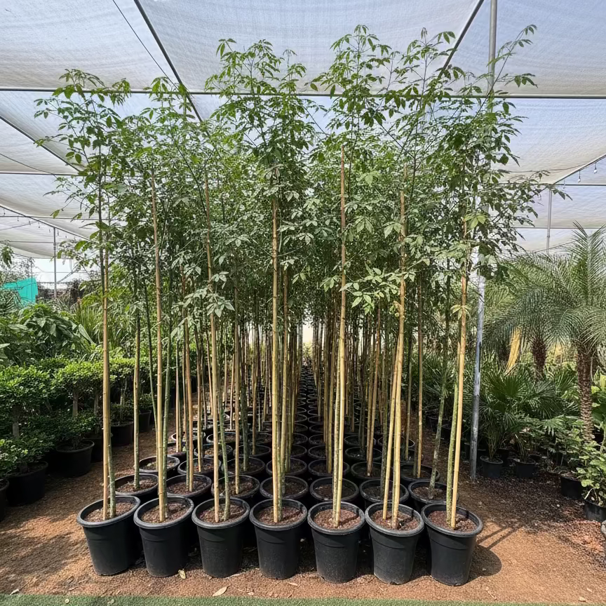 Chaurasia Speciosa 2-2.5m