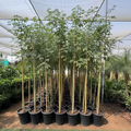 Chaurasia Speciosa 2-2.5m