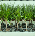 Dracaena Marginata 40 - 50cm - Greensouq -