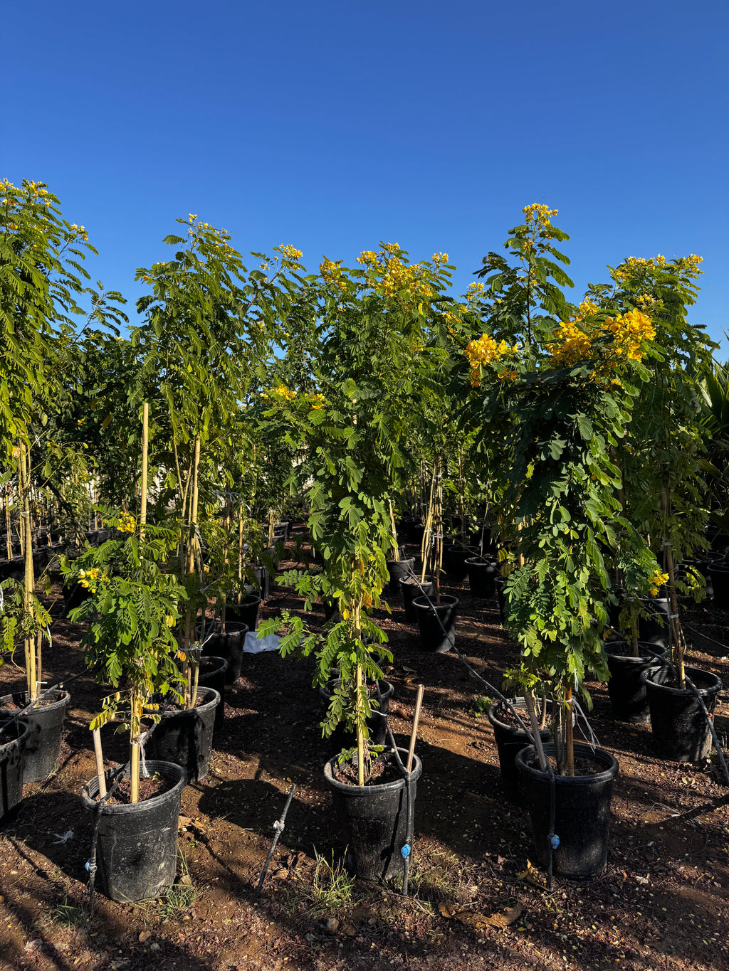 Cassia Surattensis "Scrambled Egg Plant"