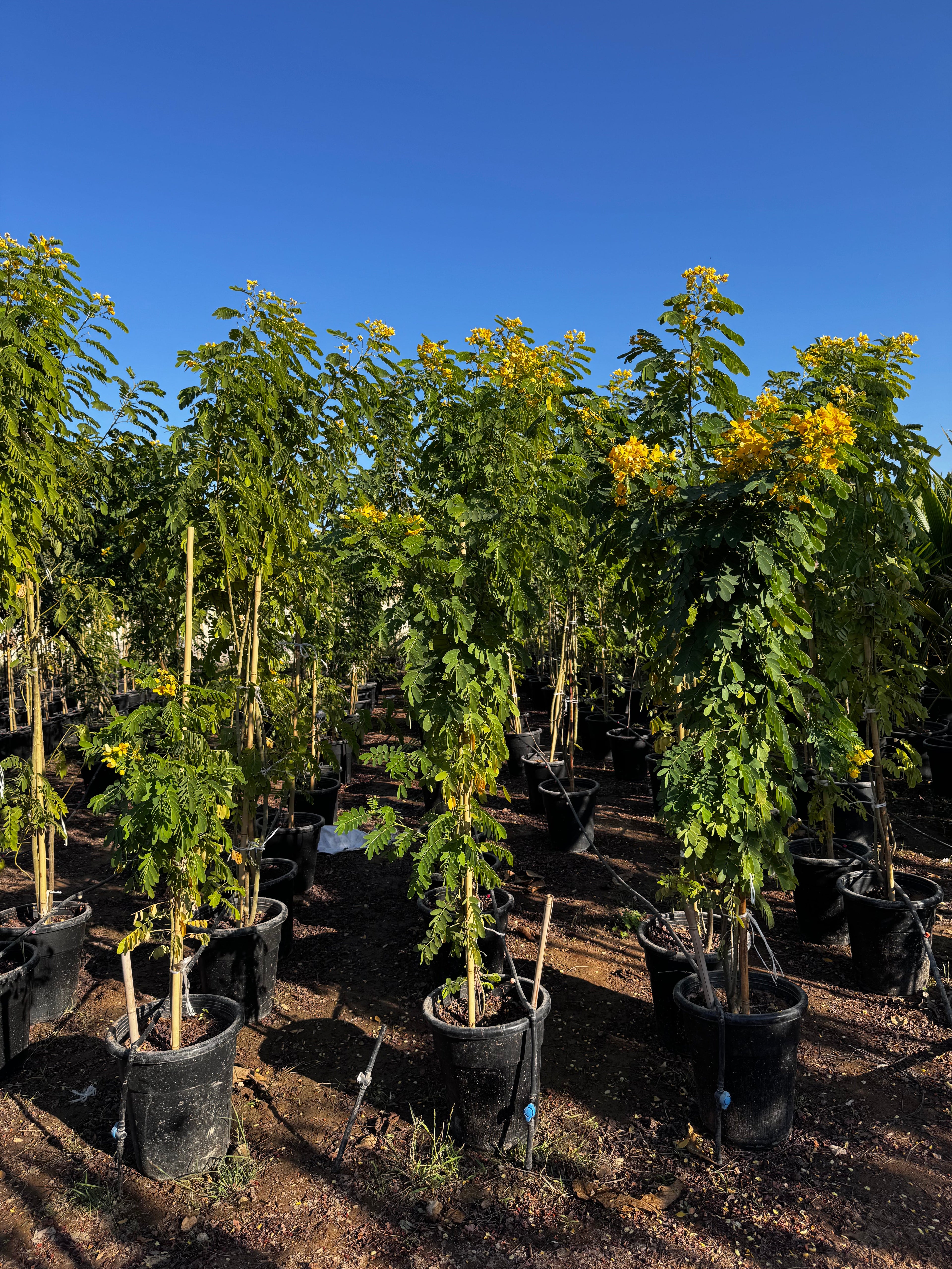 Cassia Surattensis "Scrambled Egg Plant"