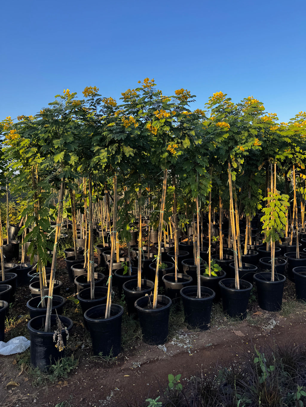 Cassia Surattensis "Scrambled Egg Plant"