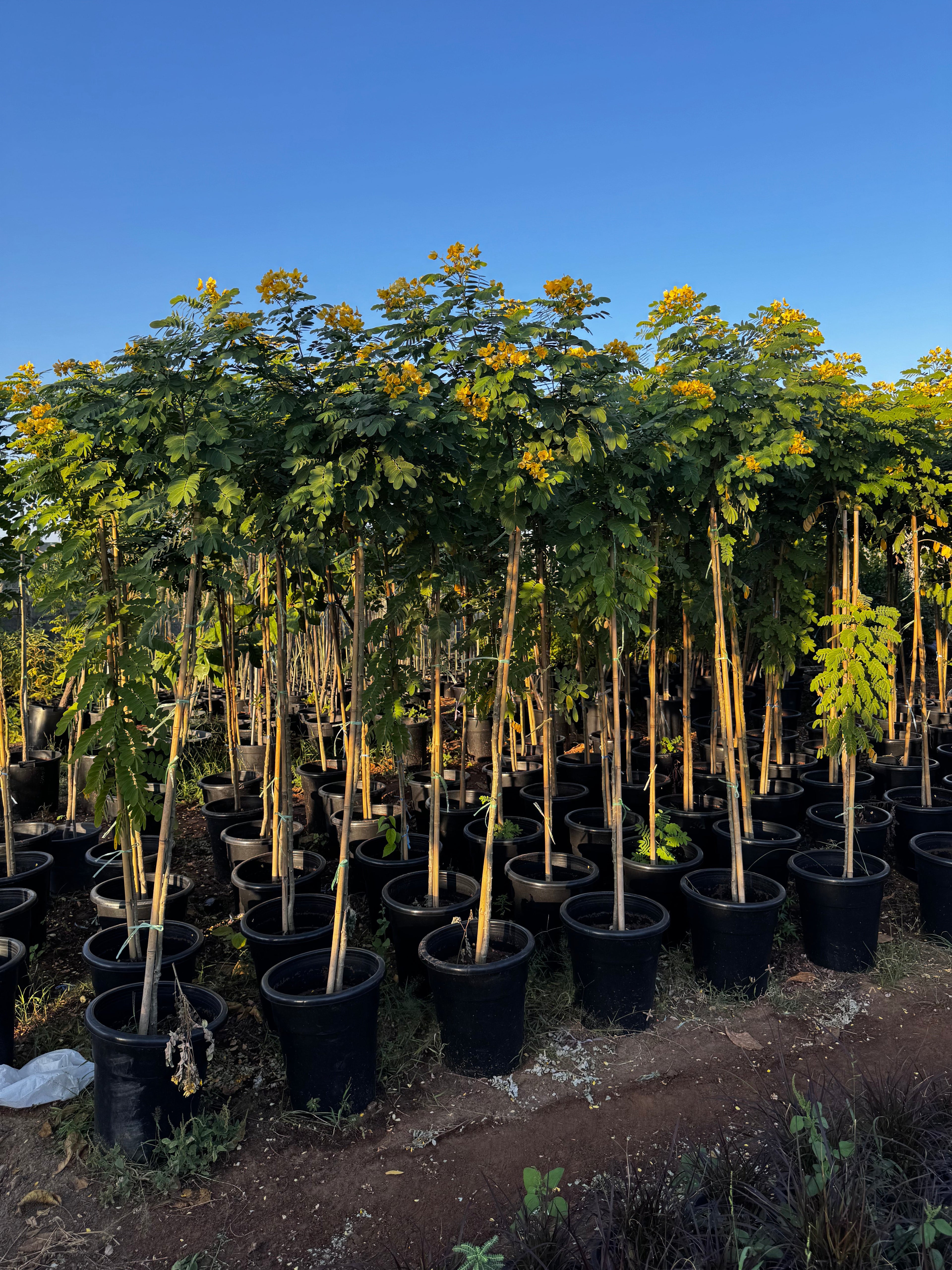 Cassia Surattensis "Scrambled Egg Plant"