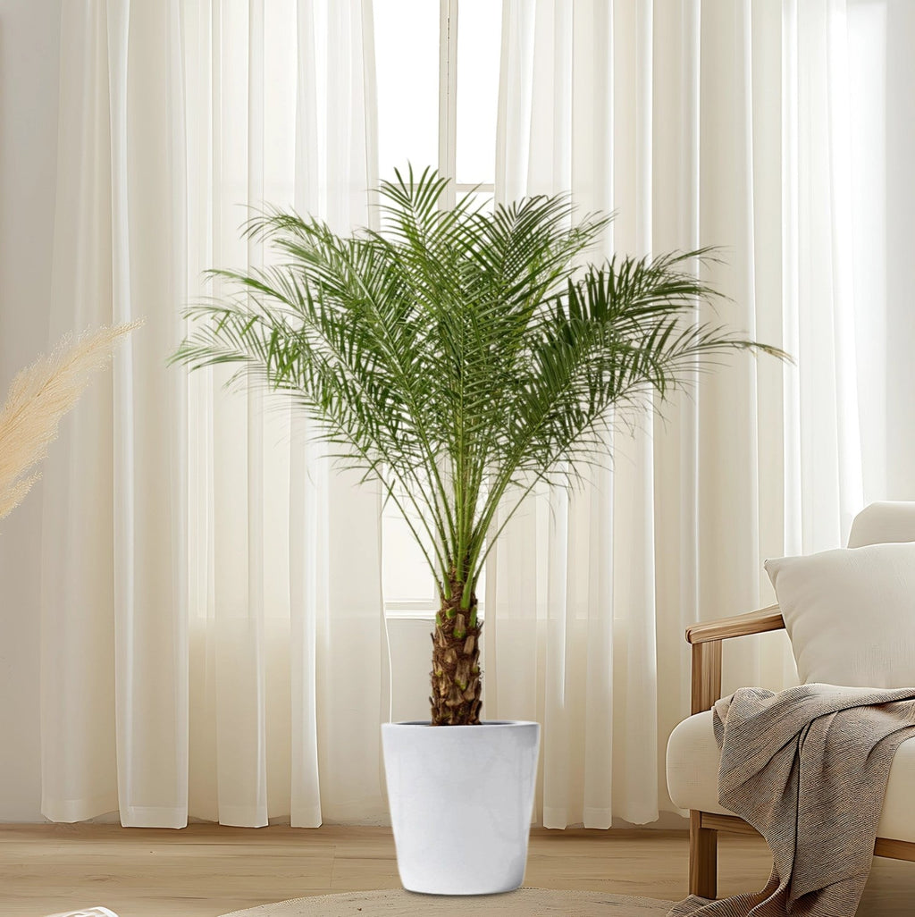 Phoenix Roebelenii