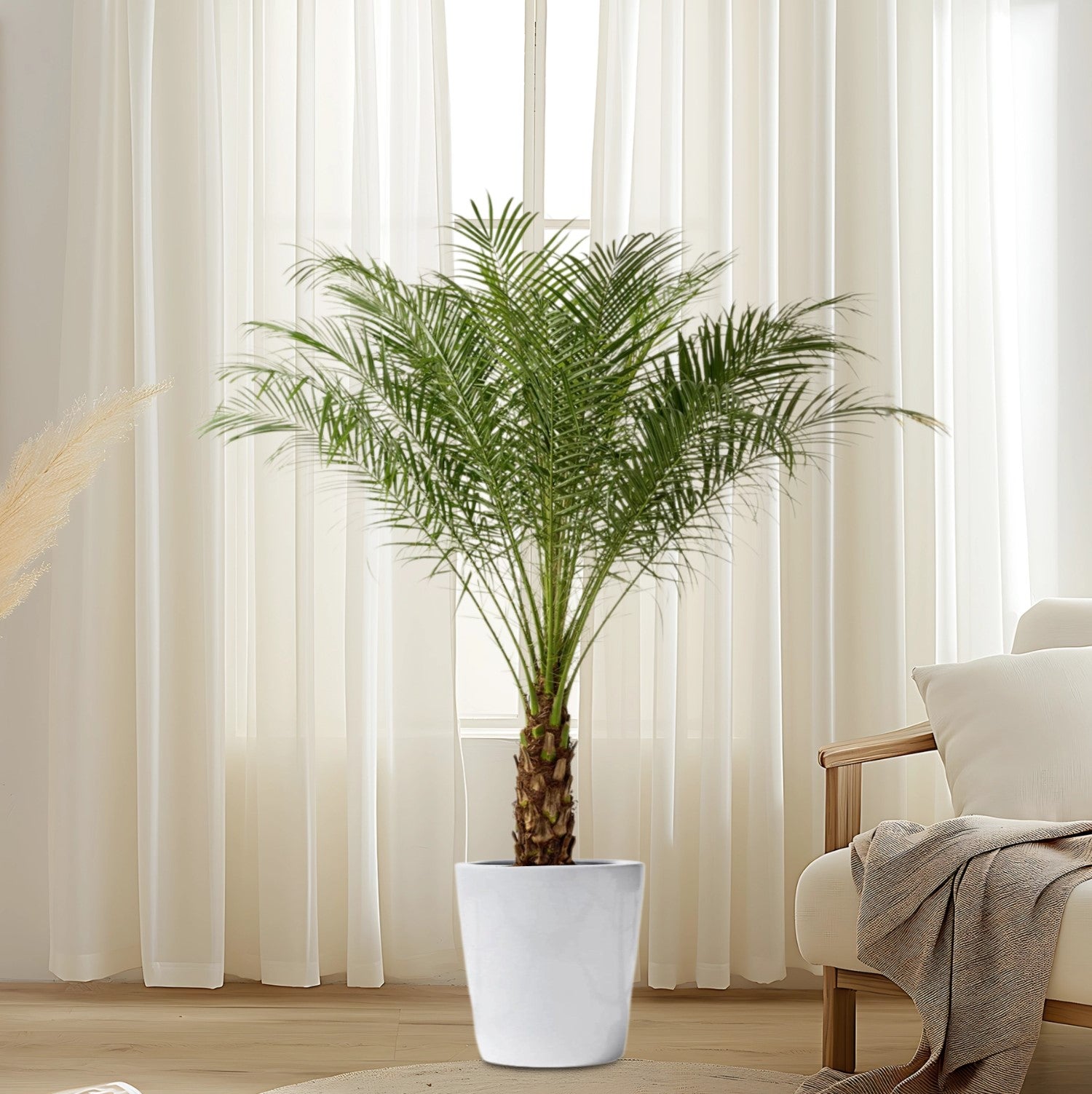 Phoenix Roebelenii