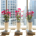 Bougainvillea Bundle