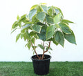 Acalypha Tahiti Acalypha Wilkesiana 0.3 - 0.5m - Greensouq -