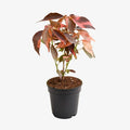 Acalypha Wilkesiana "Copper Leaf" 30 - 50cm - Greensouq - 