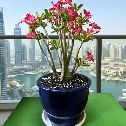Adenium obesum Or Desert Rose in Rolled Rim Pot (58x43) وردة الصحراء XL - Greensouq - 
