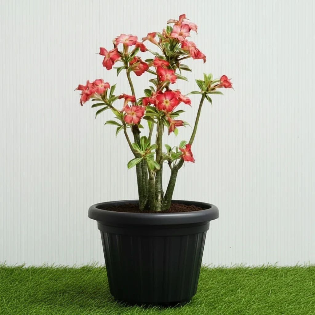 Adenium Obesum Or Desert Rose وردة الصحراء - Greensouq - 