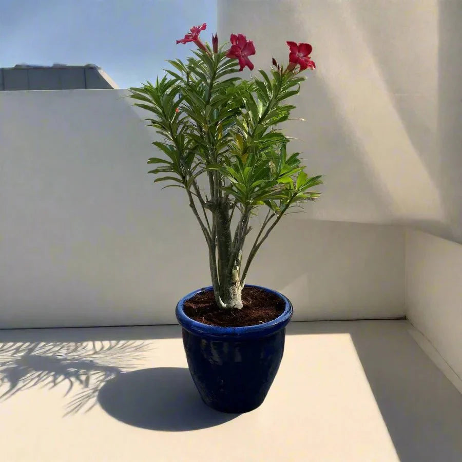 Adenium Obesum Or Desert Rose وردة الصحراء - Greensouq - 