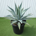 Agave Americana Dark Green or Century Plant - Greensouq - 