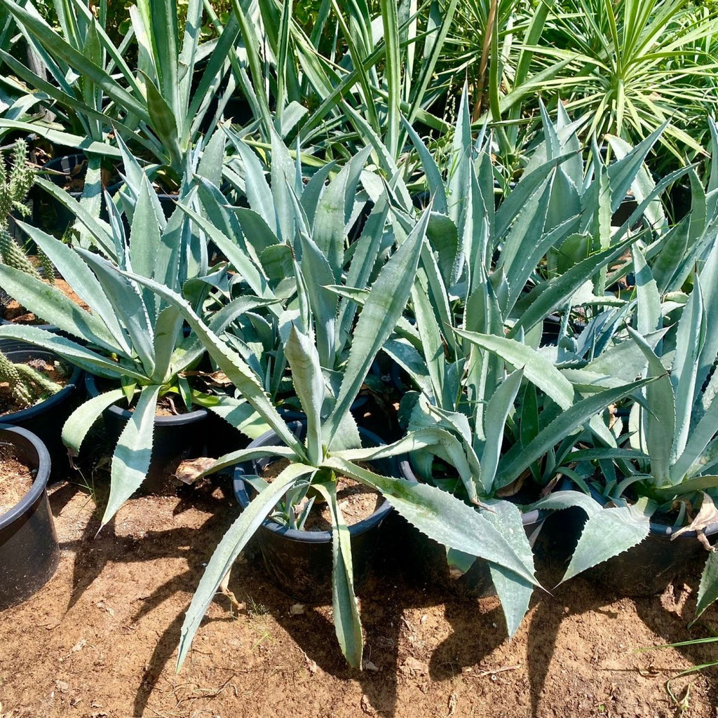 Agave Americana or Century Plant - Greensouq - 