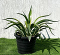 Agave Attenuata Variegata or Variegated Spineless Century Plant 40 - 60cm - Greensouq - 