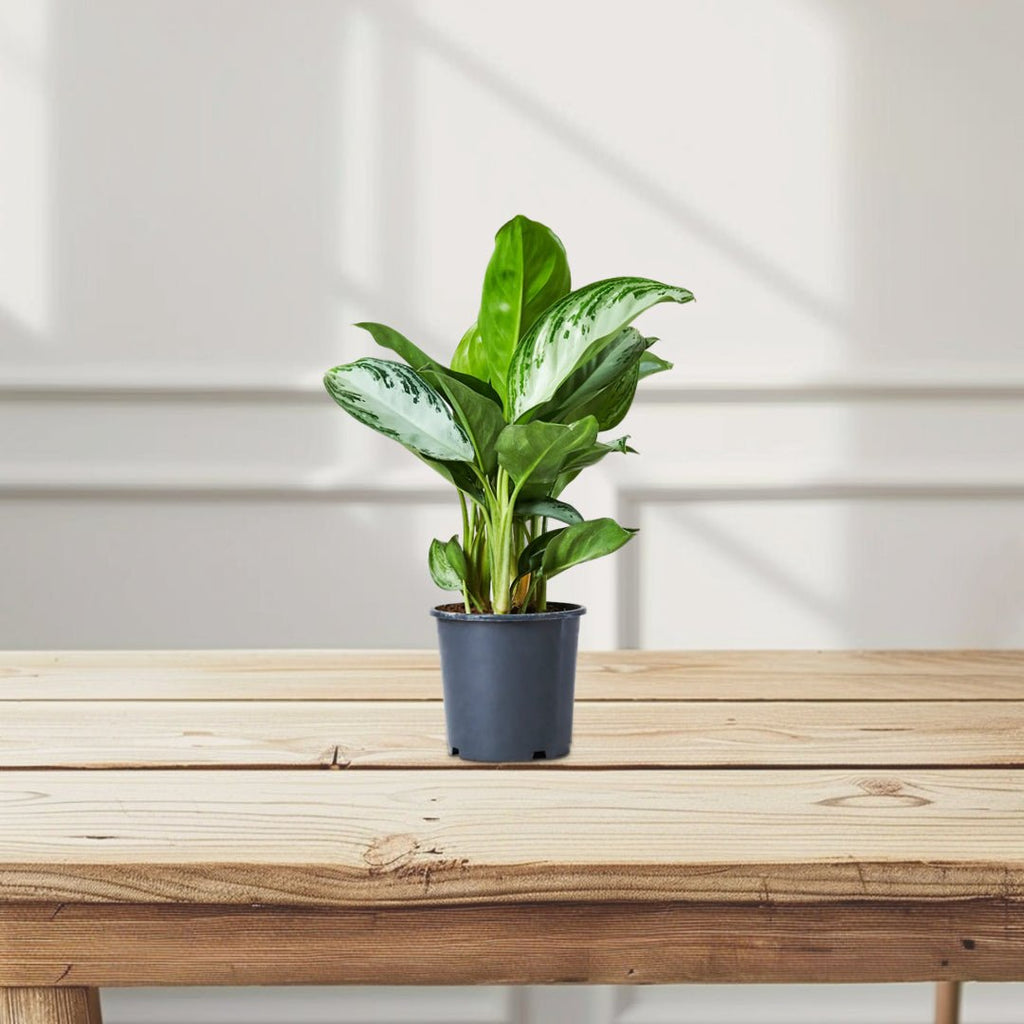 Aglaonema Pattaya Beauty - Greensouq - 