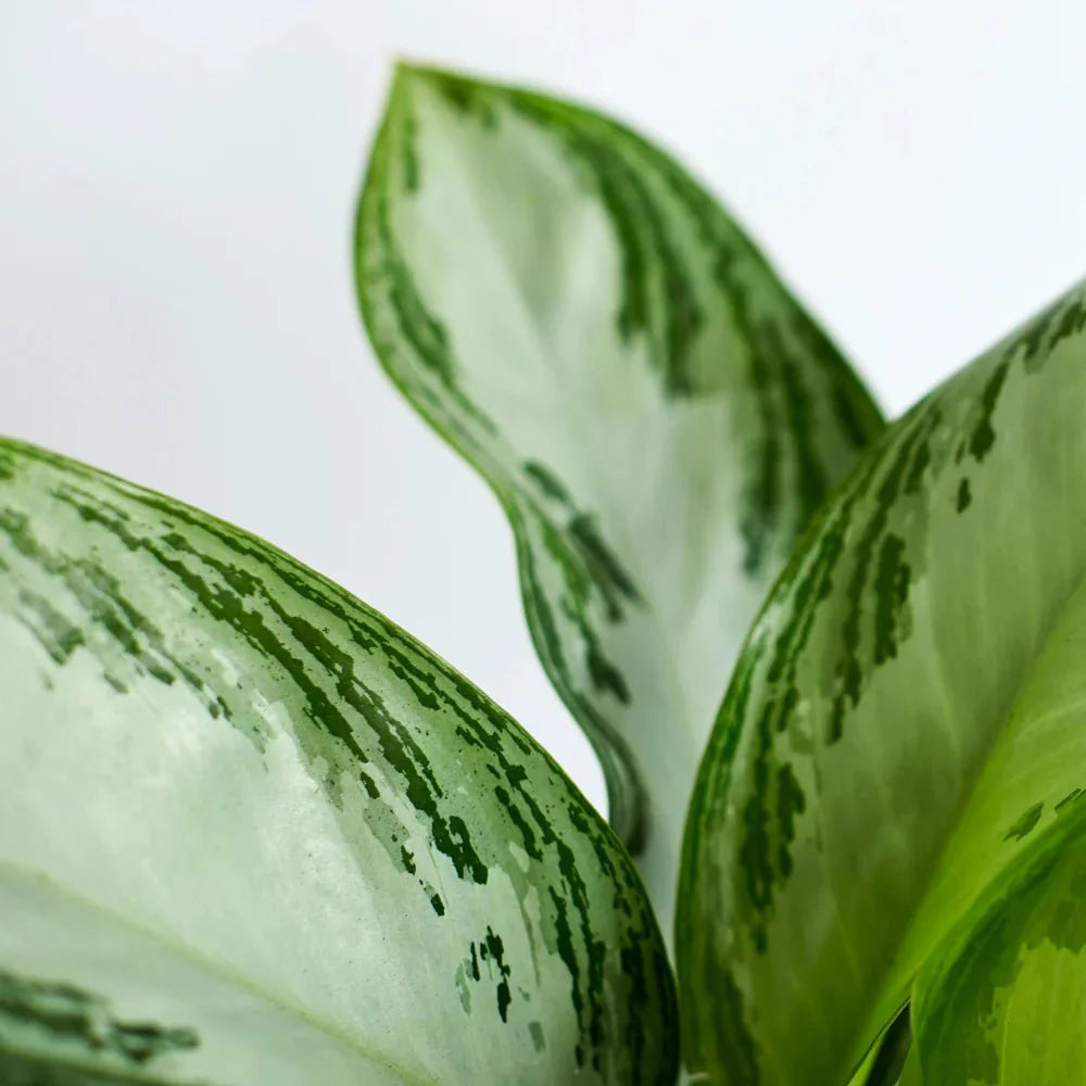 Aglaonema Pattaya Beauty - Greensouq - 