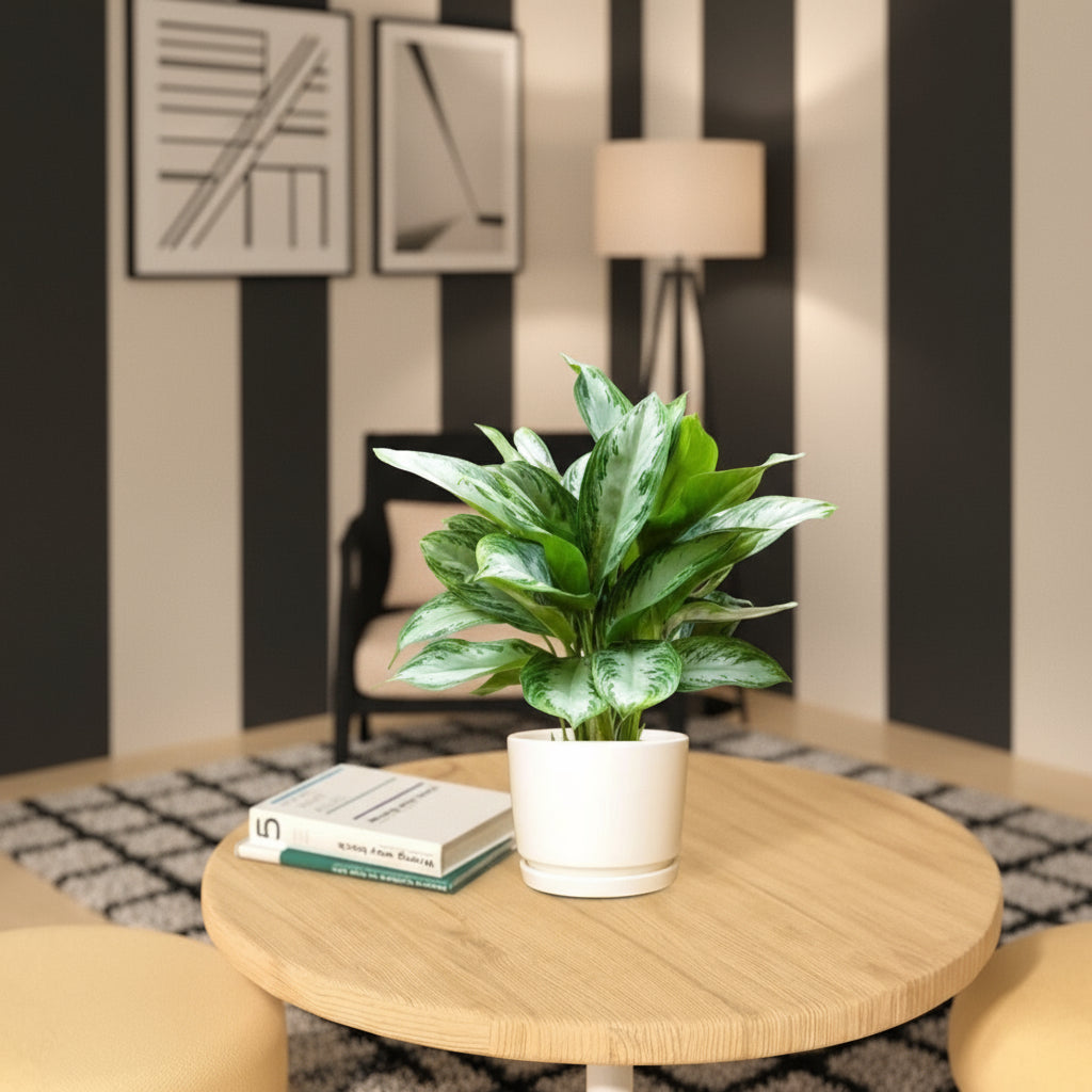 Aglaonema Pattaya Beauty - Greensouq - 