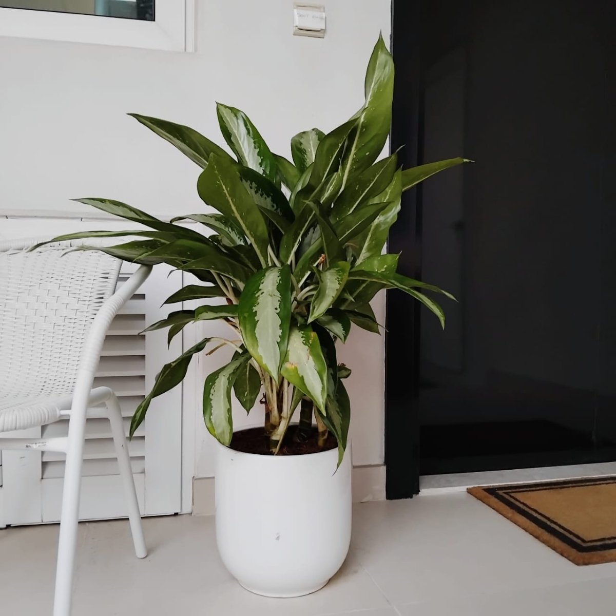 Aglaonema Pattaya Beauty - Greensouq - 