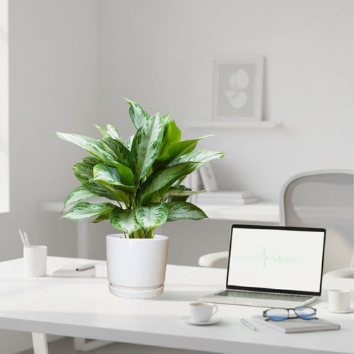 Aglaonema Pattaya Beauty in Ceramic Pot - Greensouq - 