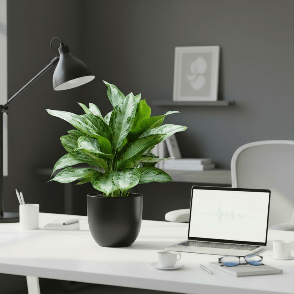 Aglaonema Pattaya Beauty in Ceramic Pot - Greensouq - 