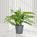 Aglaonema "Silver Queen" Chinese Evergreen Plant - Greensouq - 